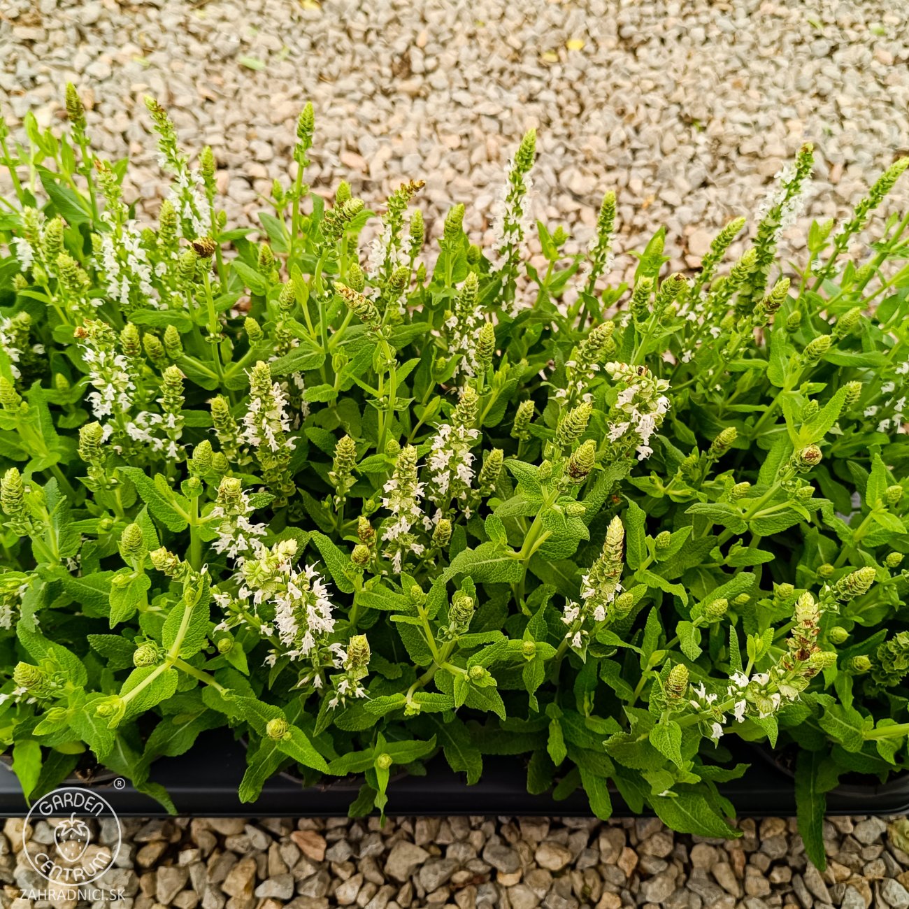 Obrázok Šalvia hájna (Salvia nemorosa) ´SENSATION WHITE´ - kont. C1,5L